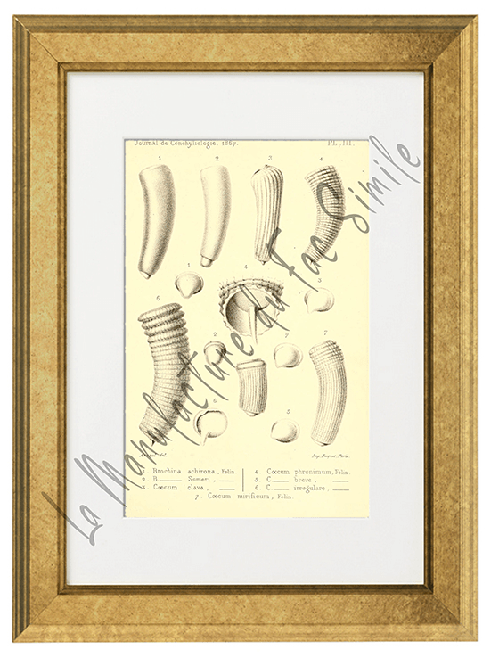 Journal de Conchyliologie 1867-Planche III