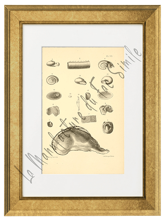 Journal de Conchyliologie 1856 -Planche VII
