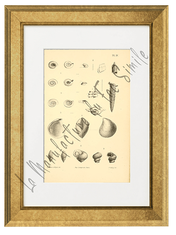 Journal de Conchyliologie 1856 -Planche IV
