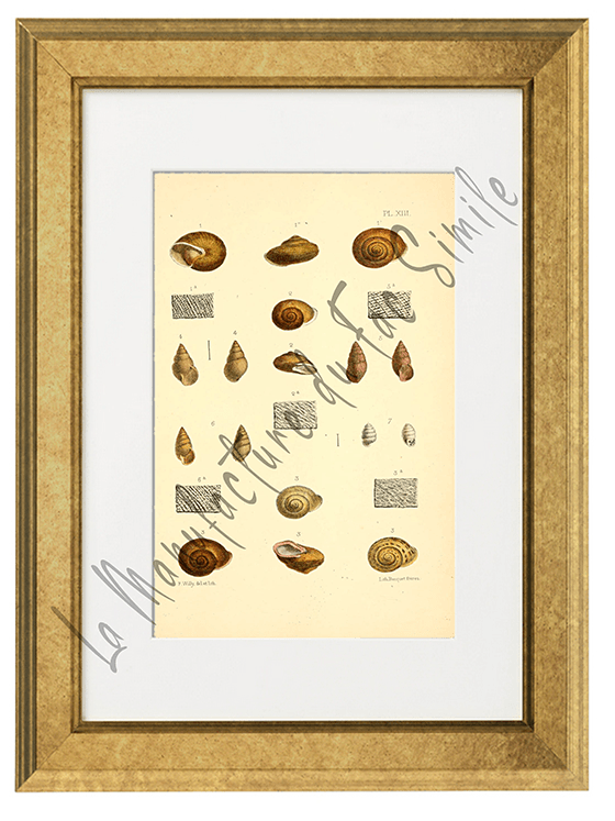 Journal de Conchyliologie 1856 -Planche XIII