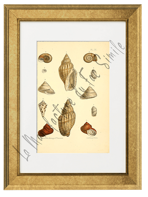 Journal de Conchyliologie 1856 -Planche IX