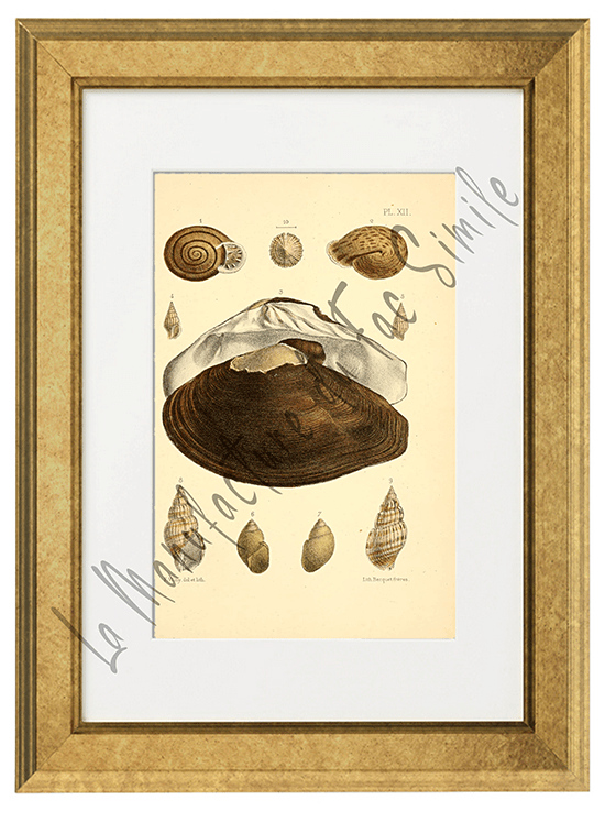 Journal de Conchyliologie 1856 -Planche XII