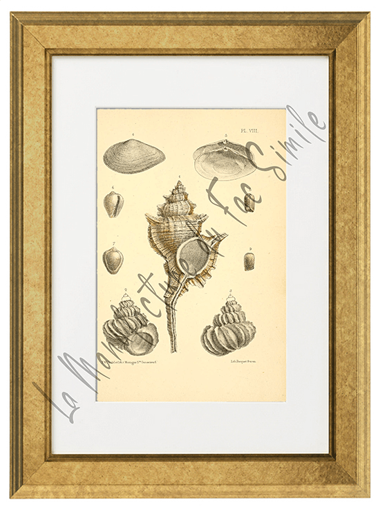 Journal de Conchyliologie 1856 -Planche VIII
