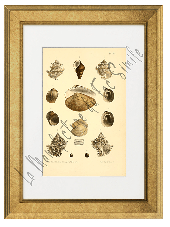 Journal de Conchyliologie 1856 -Planche III