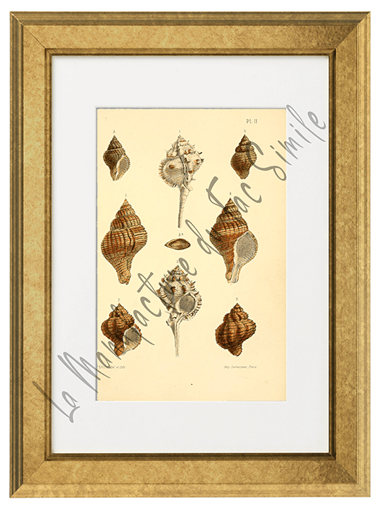 Journal de Conchyliologie 1856 -Planche II