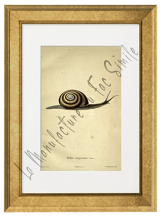 Helix Marginata