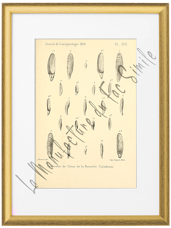 Journal de Conchyliologie 1874-Planche XIII