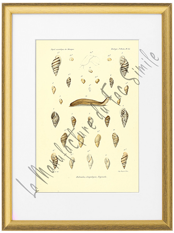 Mollusques du Mexique 1870-Planche XXIV