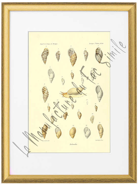Mollusques du Mexique 1870-Planche XX