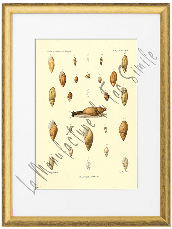 Mollusques du Mexique 1870-Planche II