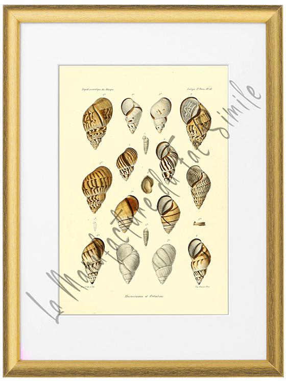 Mollusques du Mexique 1870-Planche XVII