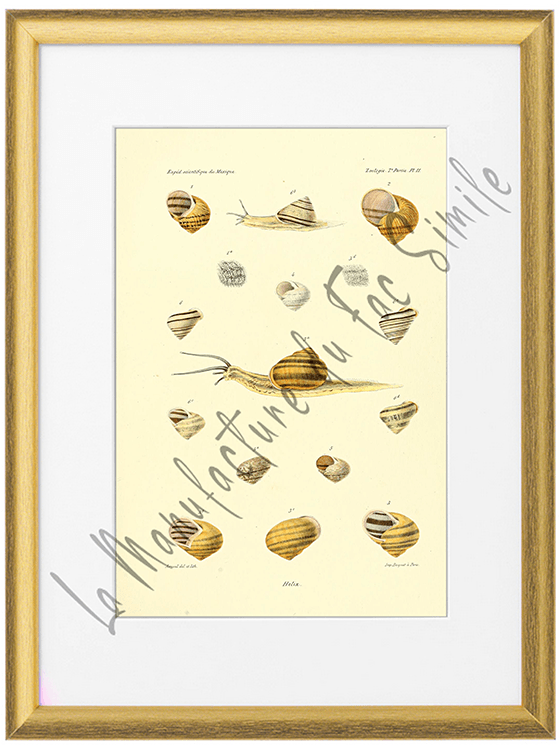 Mollusques du Mexique 1870-Planche XI