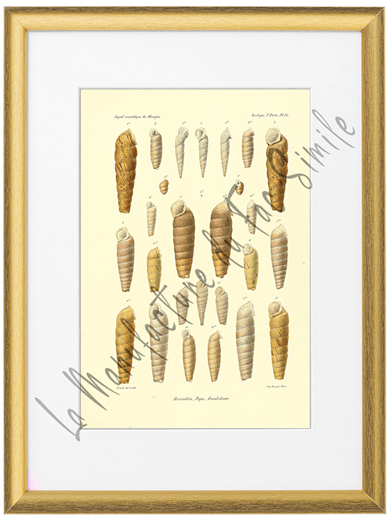 Mollusques du Mexique 1870-Planche XIV