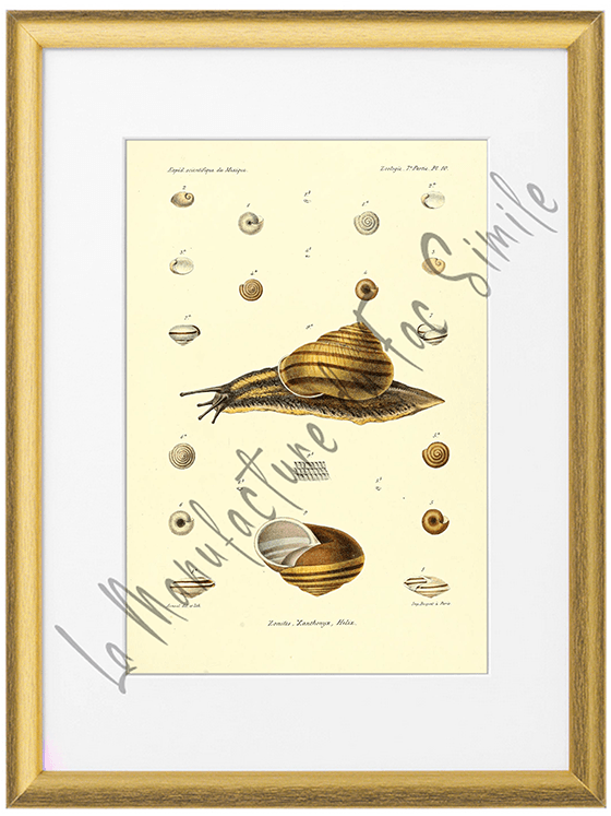 Mollusques du Mexique 1870-Planche X