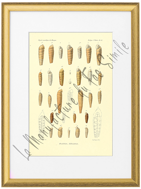Mollusques du Mexique 1870-Planche VX