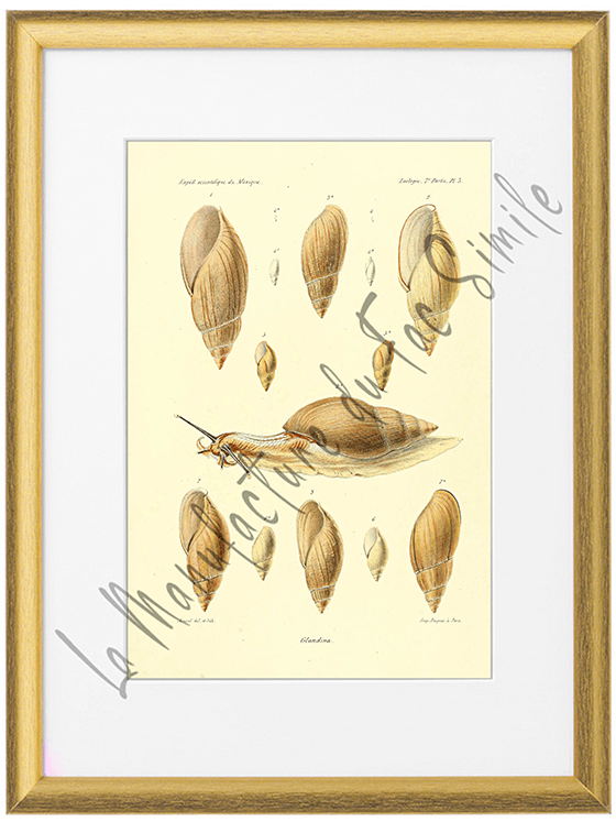 Mollusques du Mexique 1870-Planche III
