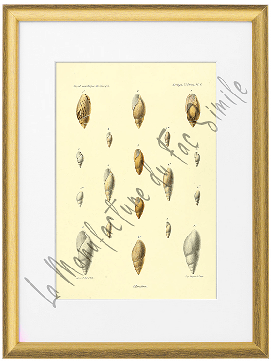 Mollusques du Mexique 1870-Planche VI