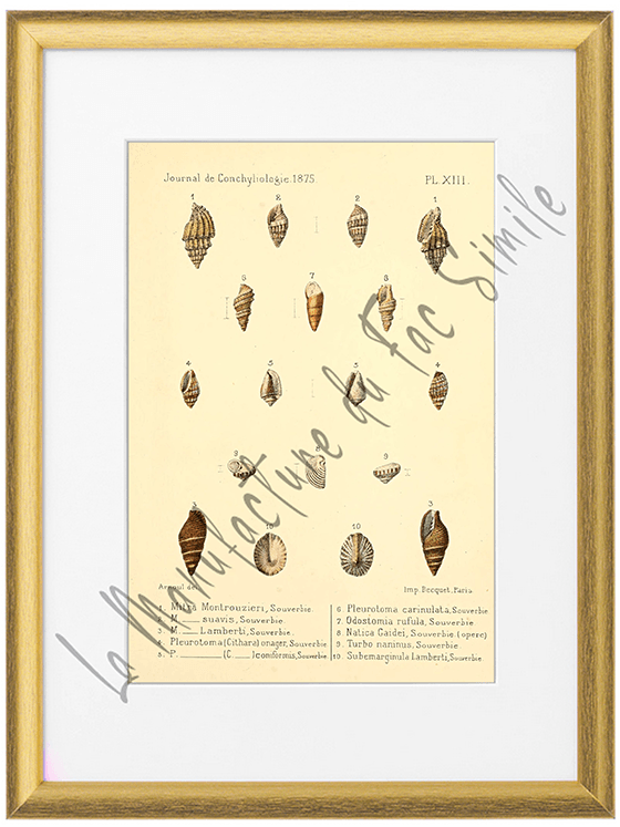 Journal de Conchyliologie 1875-Planche XIII