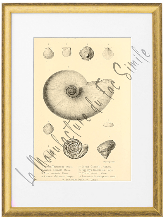 Journal de Conchyliologie 1875-Planche X