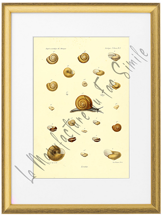 Mollusques du Mexique 1870-Planche VII