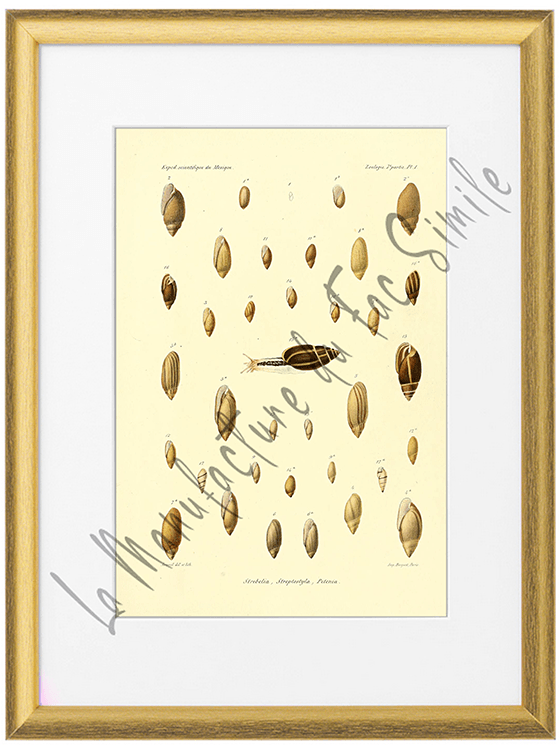 Mollusques du Mexique 1870-Planche I