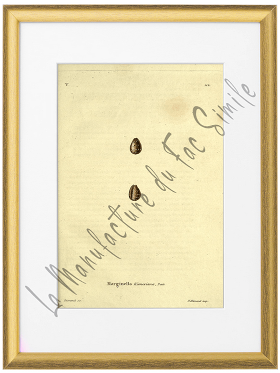 Marginella Kieneriana