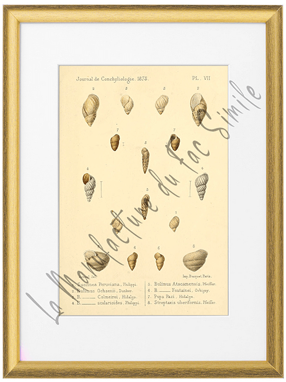Journal de Conchyliologie 1875-Planche VII