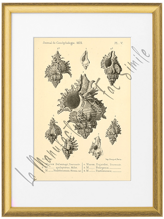 Journal de Conchyliologie 1875-Planche V