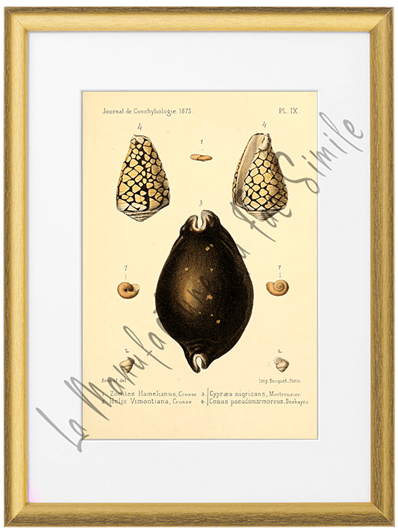 Journal de Conchyliologie 1875-Planche IX