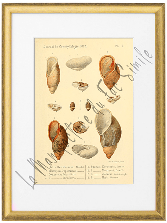 Journal de Conchyliologie 1875-Planche I