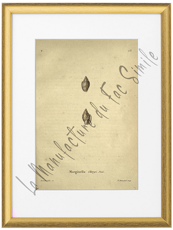 Marginella Clery