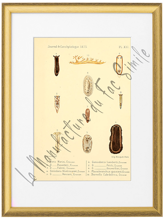 Journal de Conchyliologie 1875-Planche XII