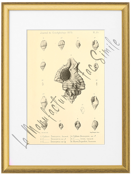 Journal de Conchyliologie 1875-Planche VX