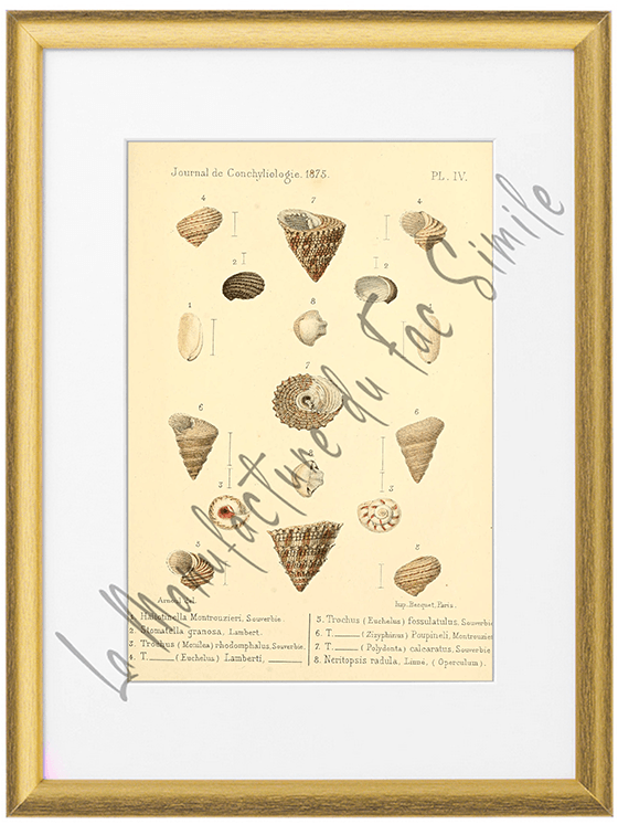Journal de Conchyliologie 1875-Planche IV