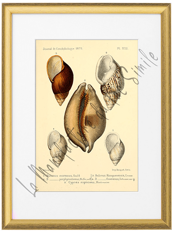 Journal de Conchyliologie 1875-Planche VIII