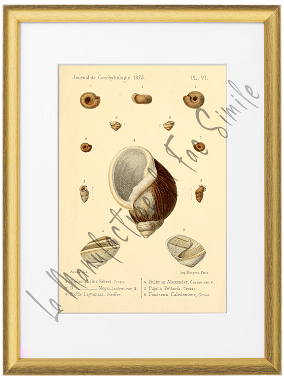 Journal de Conchyliologie 1875-Planche VI