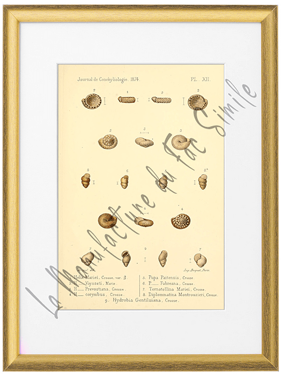 Journal de Conchyliologie 1874-Planche XII