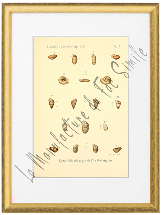 Journal de Conchyliologie 1874-Planche VIII