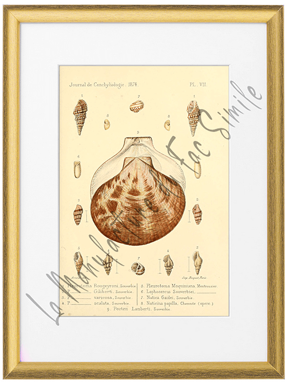 Journal de Conchyliologie 1874-Planche VII
