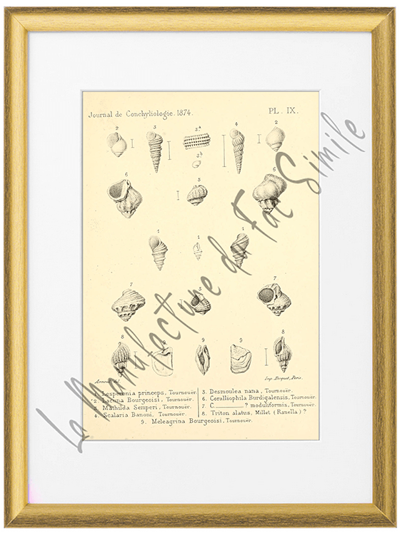 Journal de Conchyliologie 1874-Planche IX