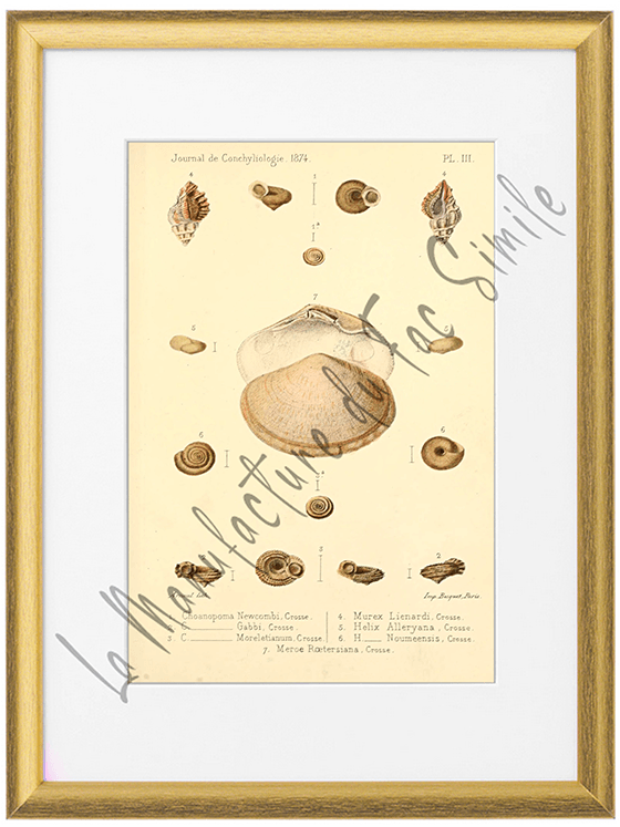 Journal de Conchyliologie 1874-Planche III