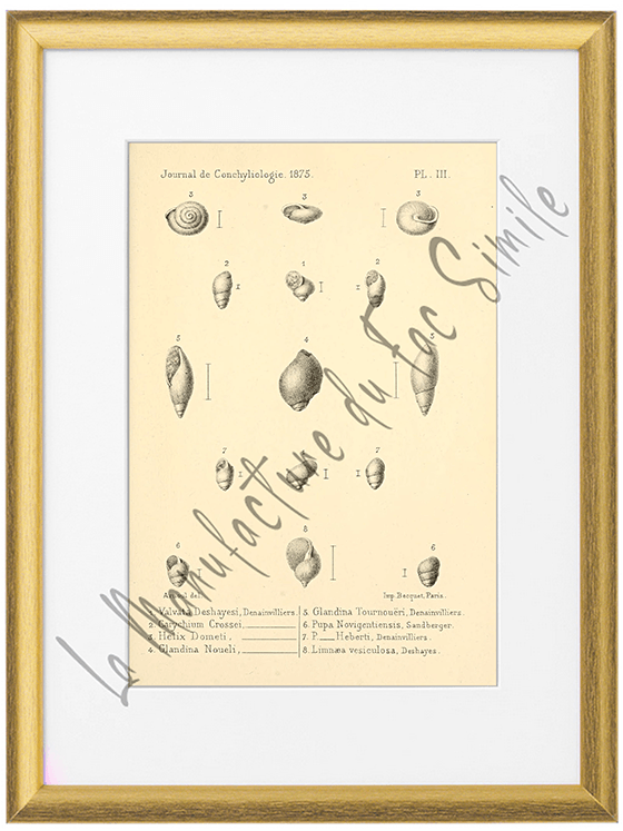Journal de Conchyliologie 1875-Planche III
