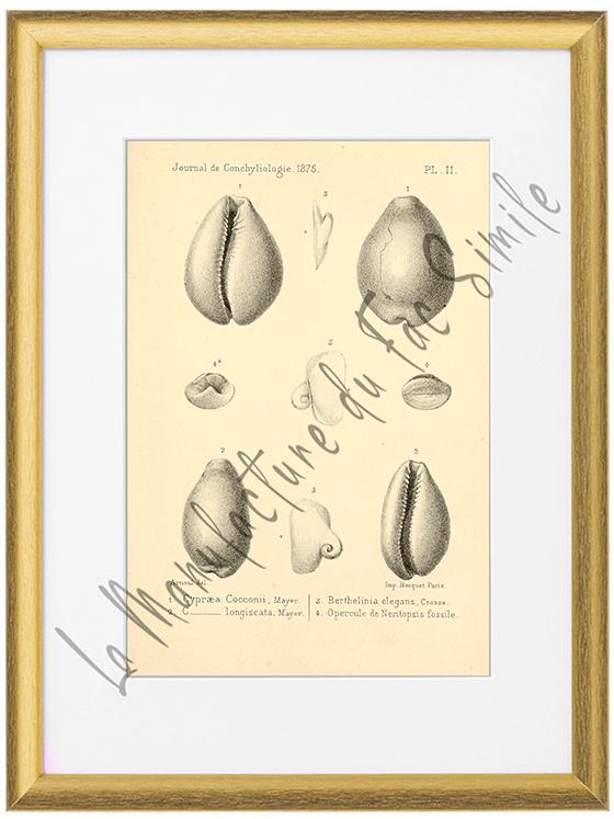 Journal de Conchyliologie 1875-Planche II