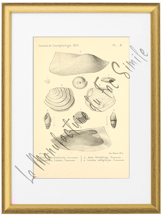 Journal de Conchyliologie 1874-Planche X