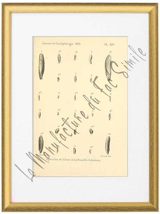 Journal de Conchyliologie 1874-Planche VIX