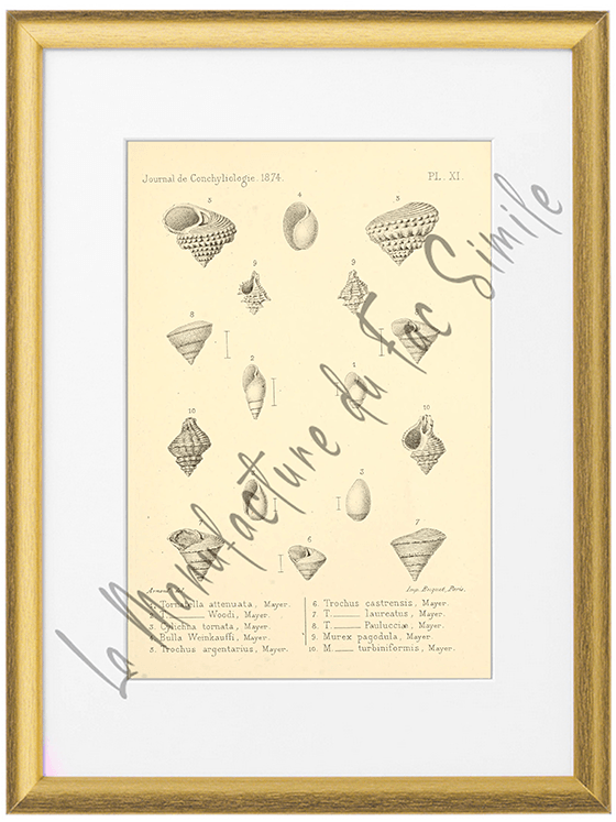 Journal de Conchyliologie 1874-Planche XI