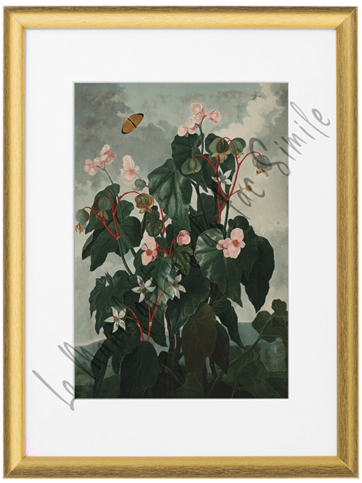 FLOS VI