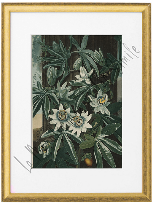 FLOS VIII