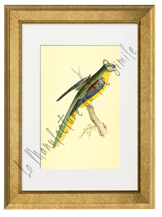 OISEAUX 01 1820-1823