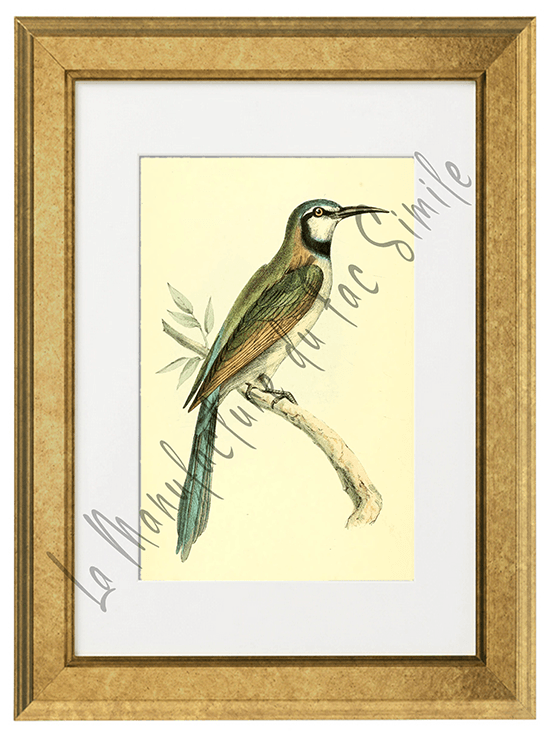 OISEAUX 03 1820-1823